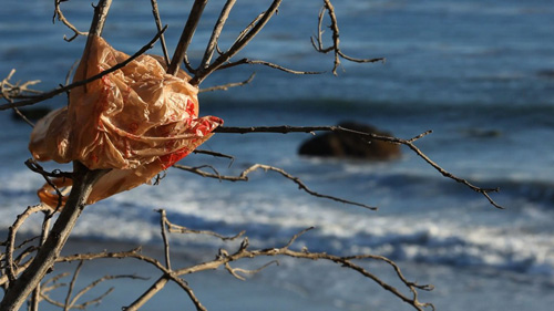 bag plastic bag caught in branches