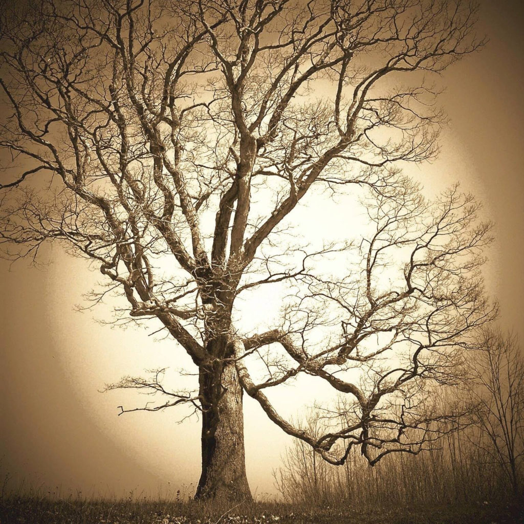 Ancient Forests & Champion Trees